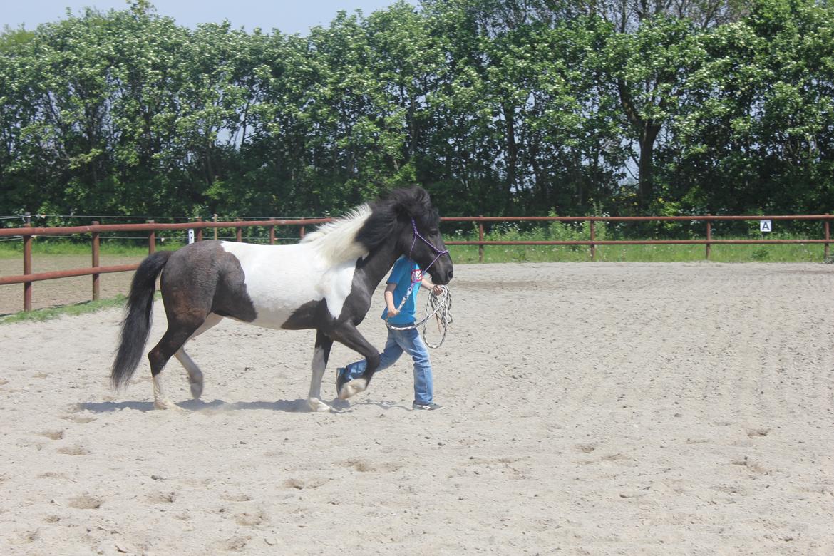 Islænder LÓA fra VINDBYHOLT - min søn på 10 år øver mønstring billede 8
