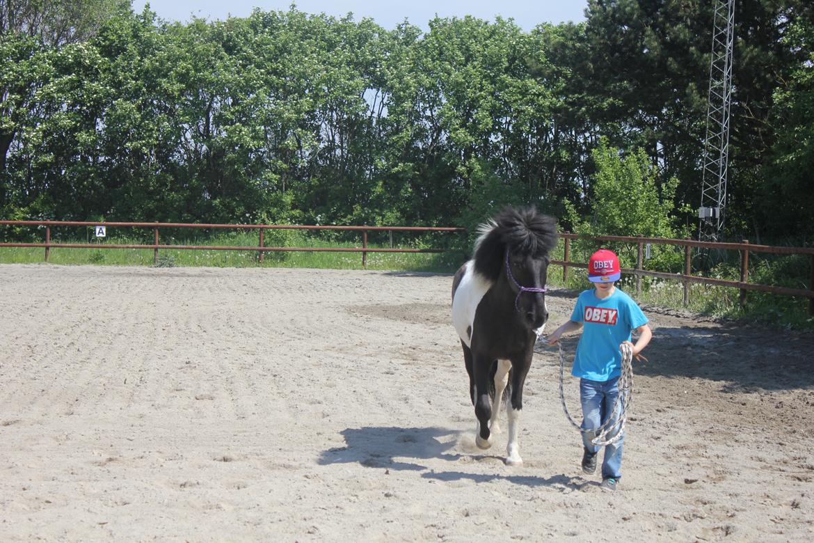 Islænder LÓA fra VINDBYHOLT billede 9
