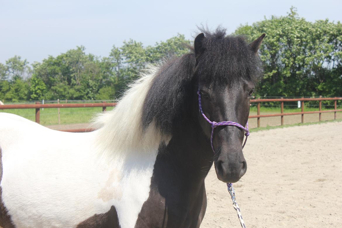 Islænder LÓA fra VINDBYHOLT billede 2