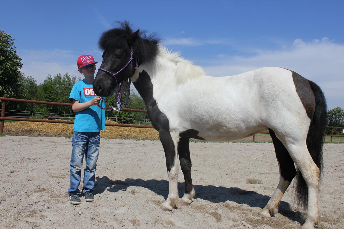 Islænder LÓA fra VINDBYHOLT billede 10