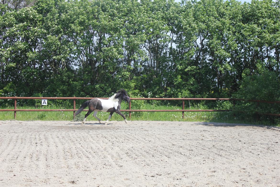 Islænder LÓA fra VINDBYHOLT billede 12