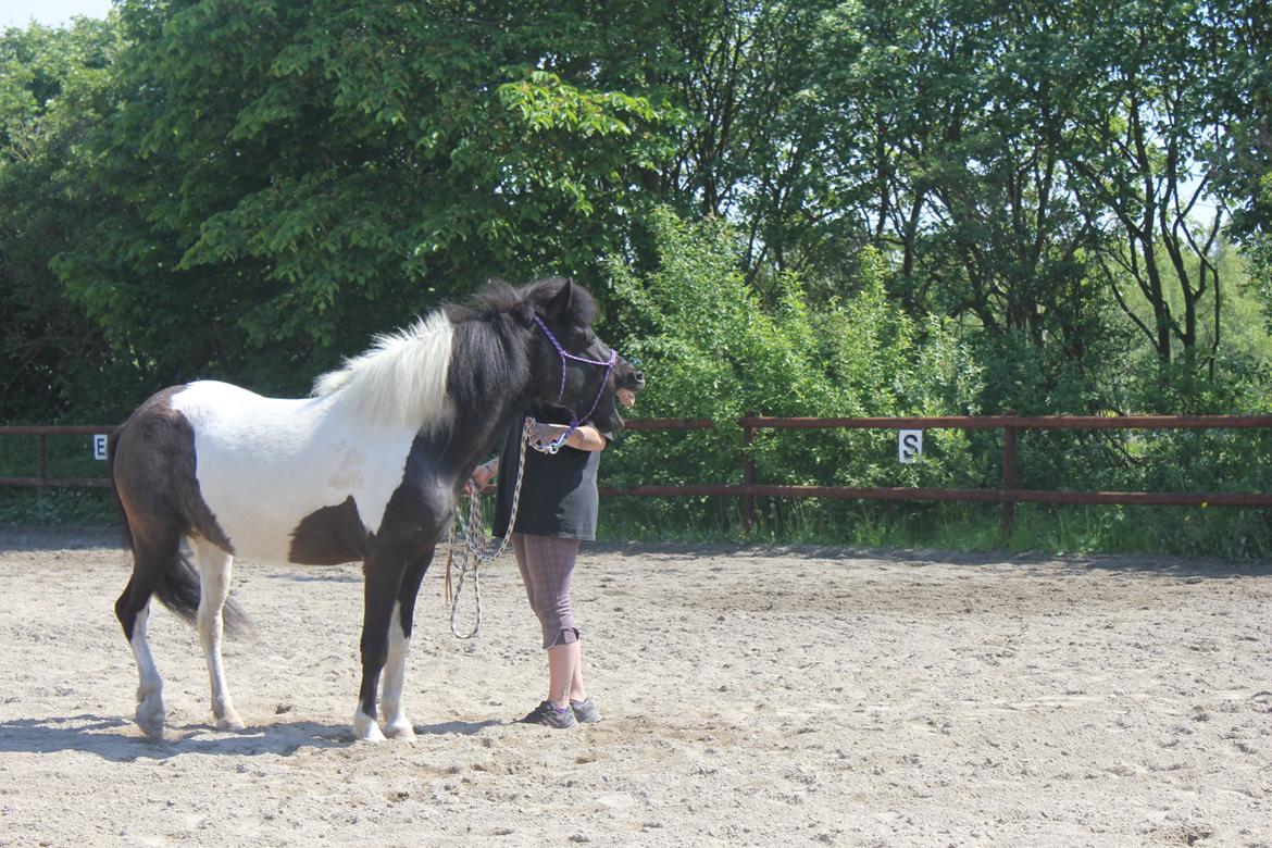 Islænder LÓA fra VINDBYHOLT billede 11