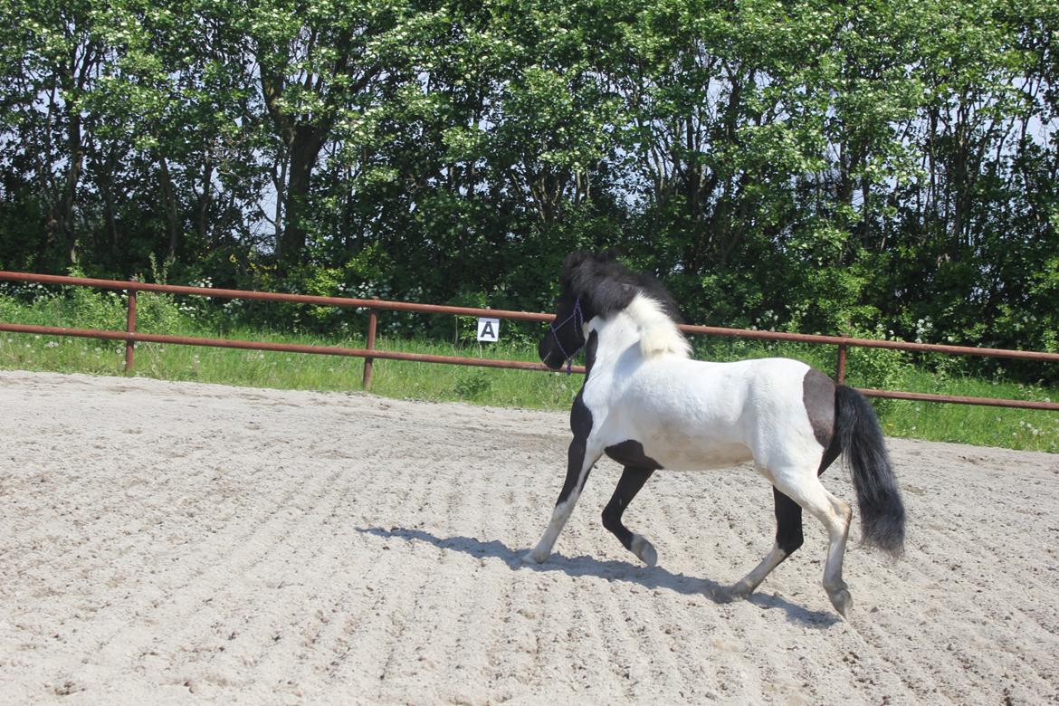 Islænder LÓA fra VINDBYHOLT billede 14
