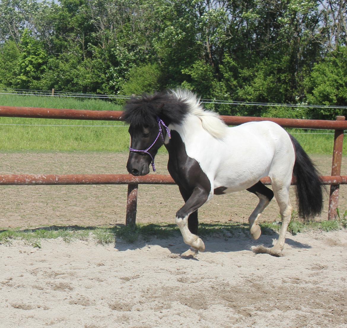 Islænder LÓA fra VINDBYHOLT billede 15