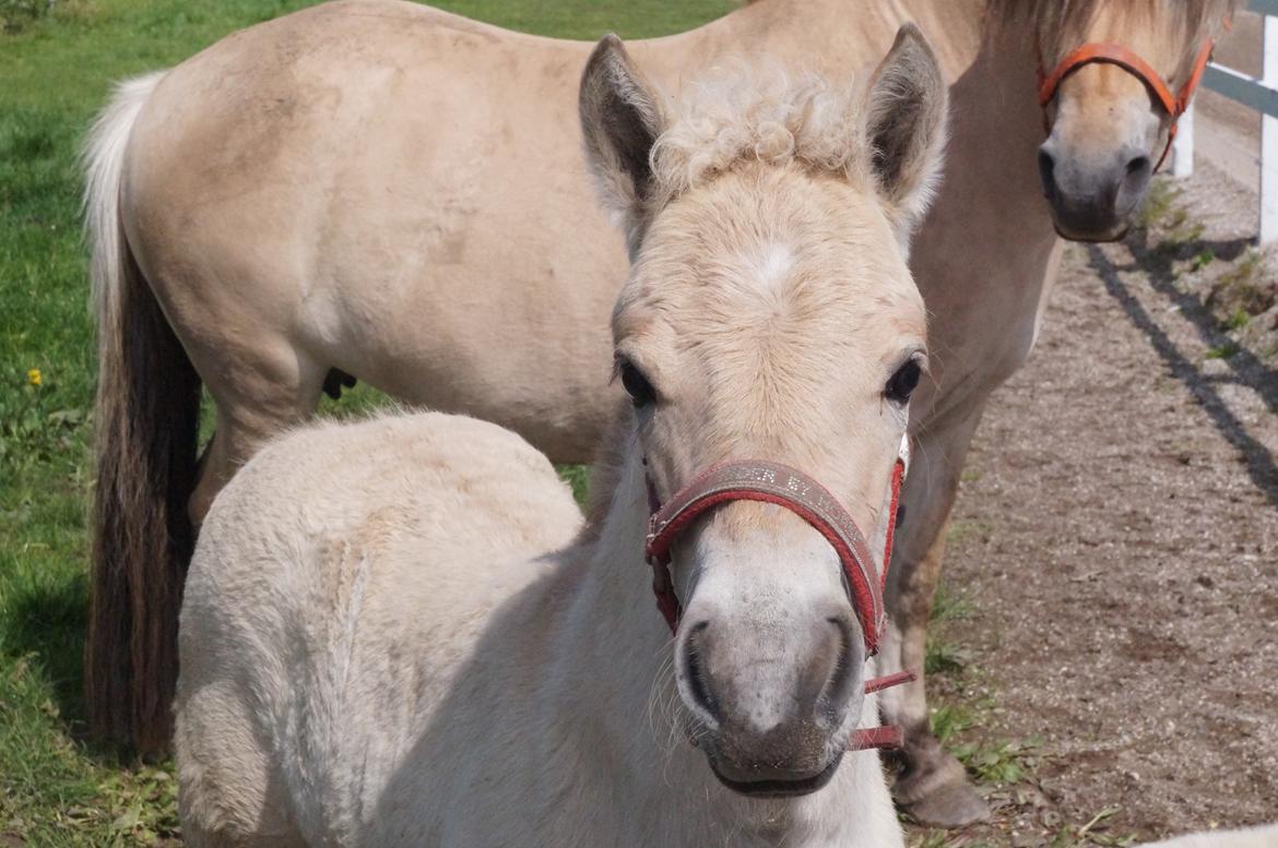 Fjordhest Højgaards Vanilla *Baby* Solgt billede 25