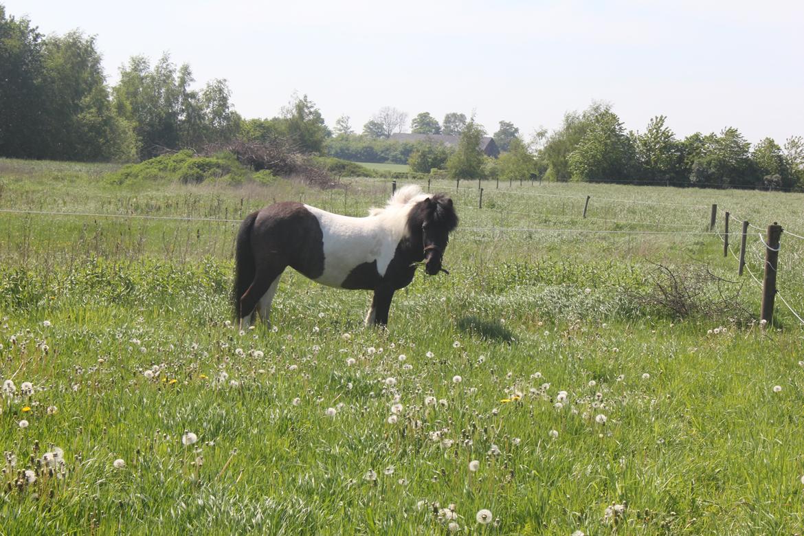 Islænder LÓA fra VINDBYHOLT billede 16