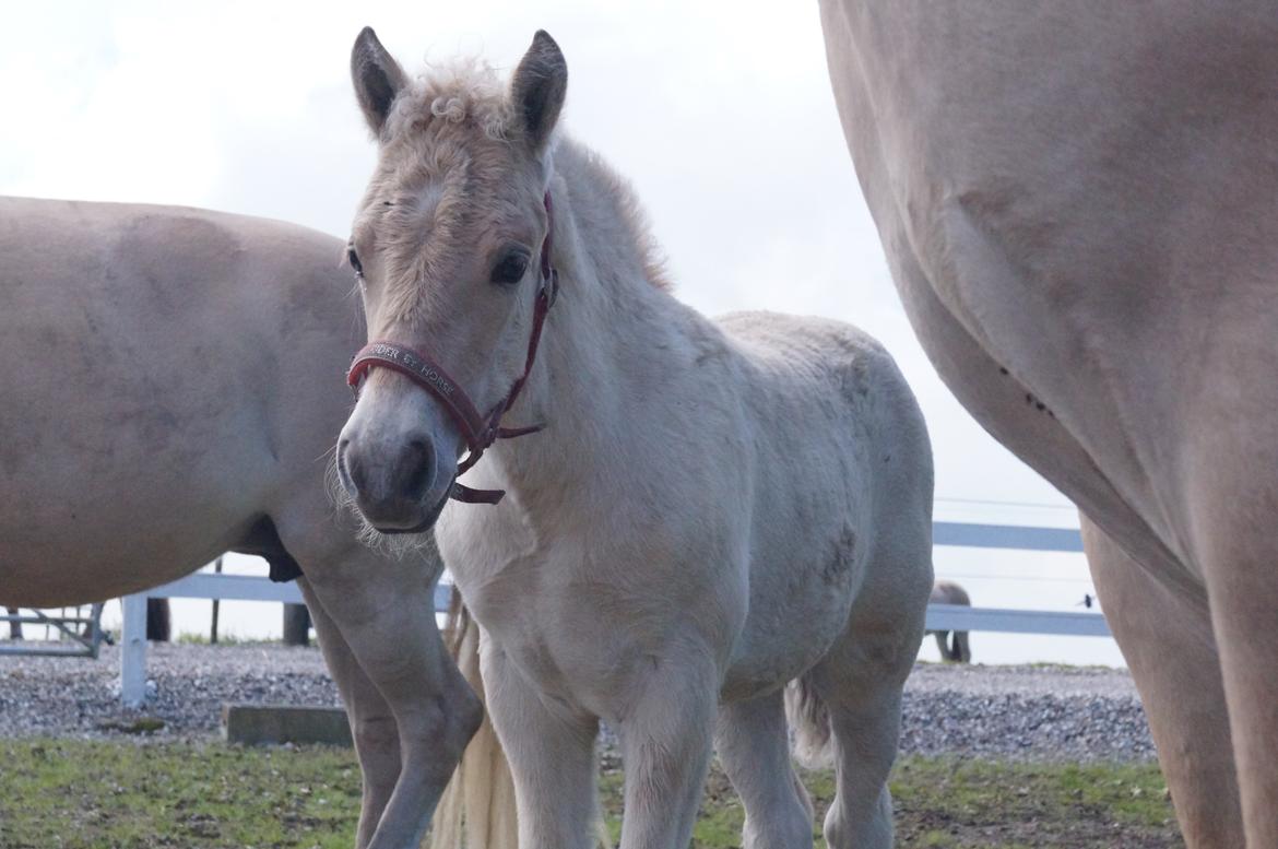 Fjordhest Højgaards Vanilla *Baby* Solgt billede 26