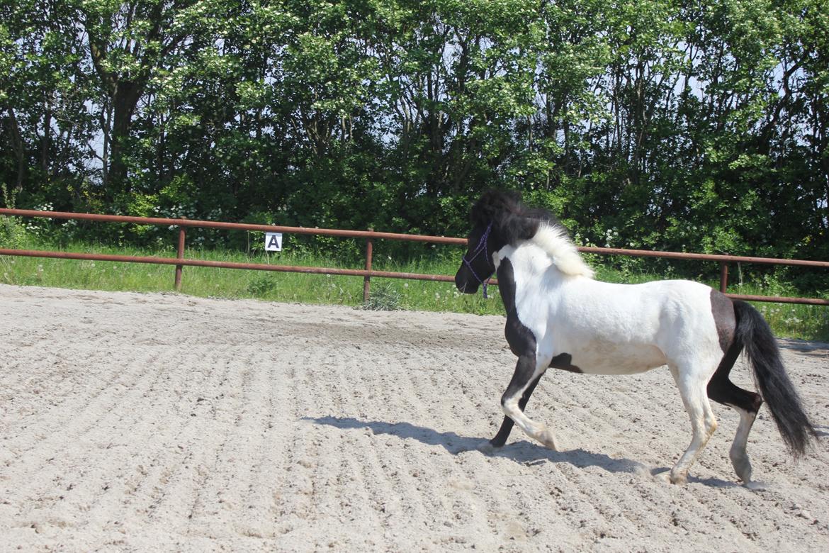 Islænder LÓA fra VINDBYHOLT billede 13