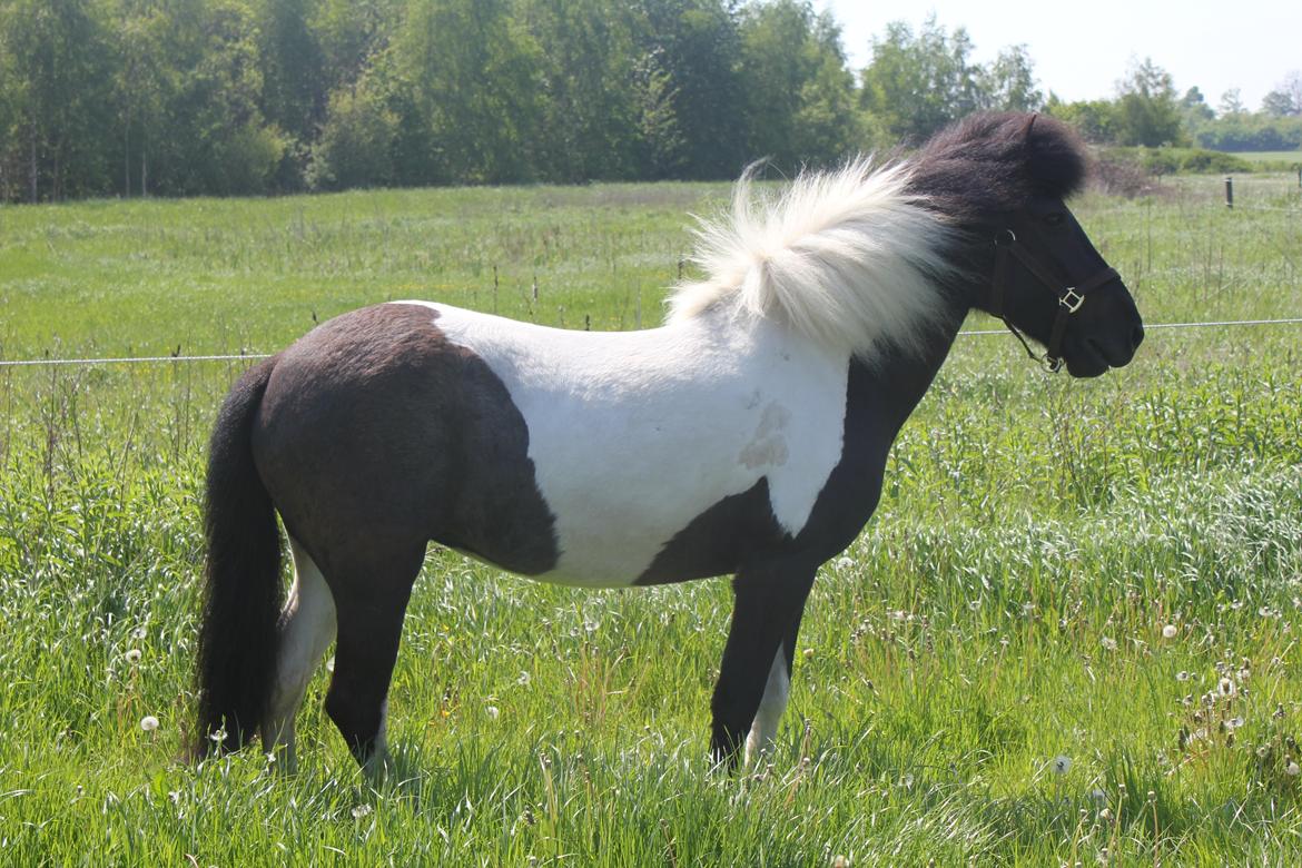 Islænder LÓA fra VINDBYHOLT billede 17