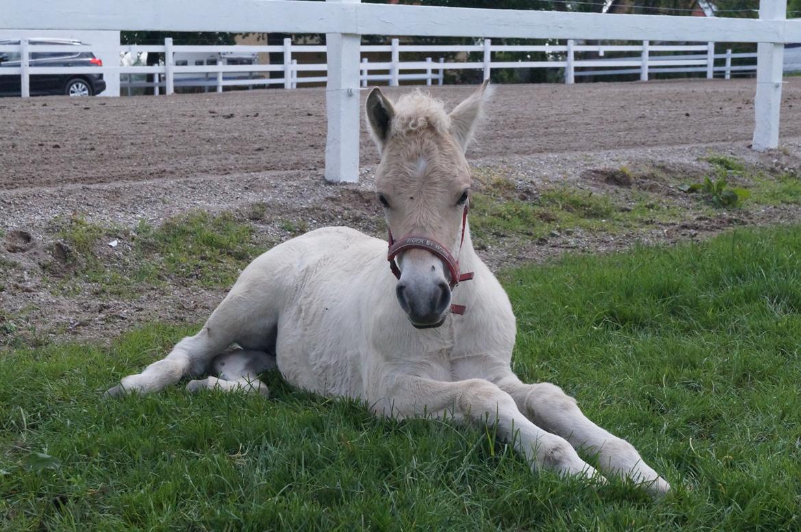 Fjordhest Højgaards Vanilla *Baby* Solgt billede 28