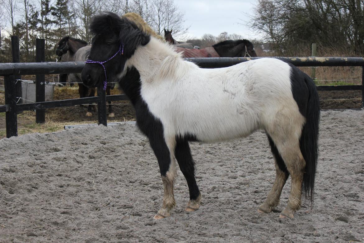 Islænder LÓA fra VINDBYHOLT - billed fra i vinters da jeg næsten lige havde fået hende en rigtig pjuskebusk billede 19