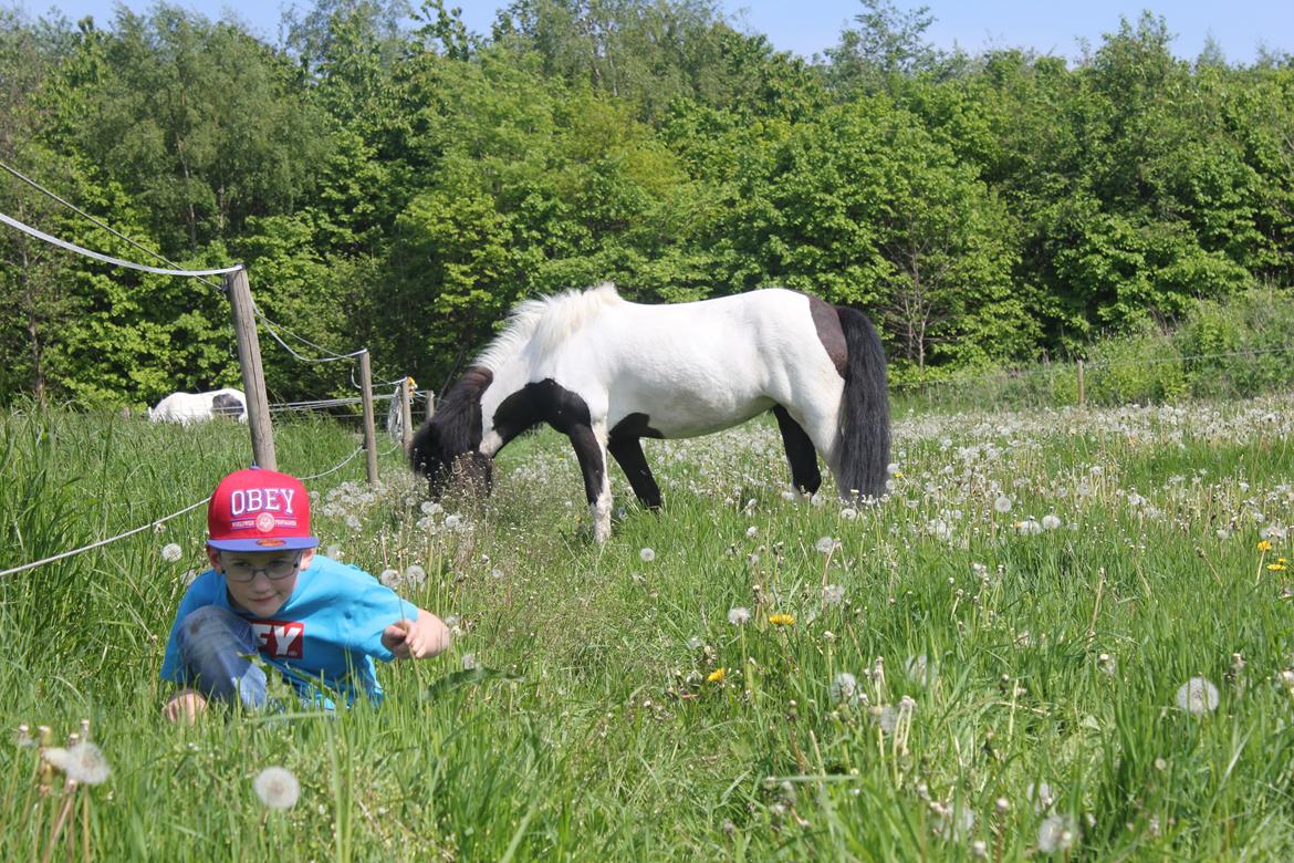 Islænder LÓA fra VINDBYHOLT billede 18