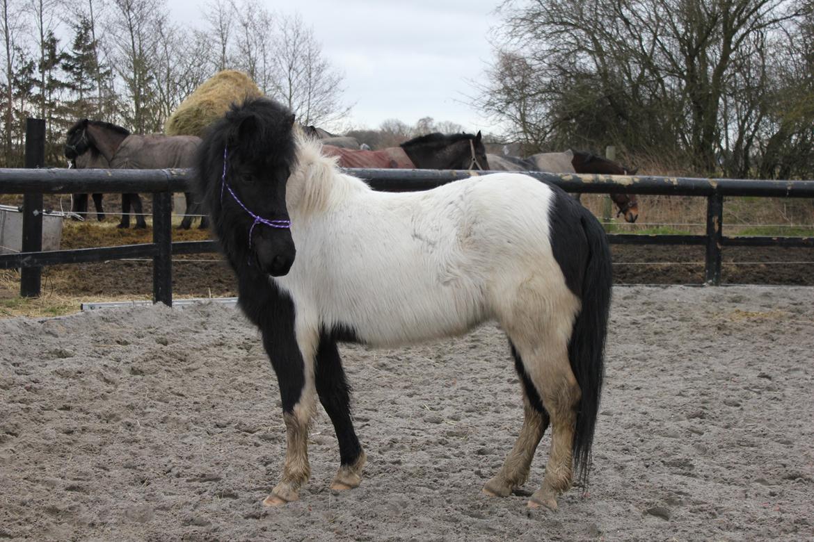 Islænder LÓA fra VINDBYHOLT - vinterbilled billede 20