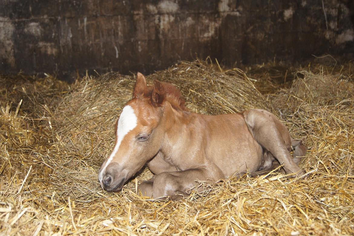 Welsh Pony (sec B) Bjerregårds Sir Connery billede 9