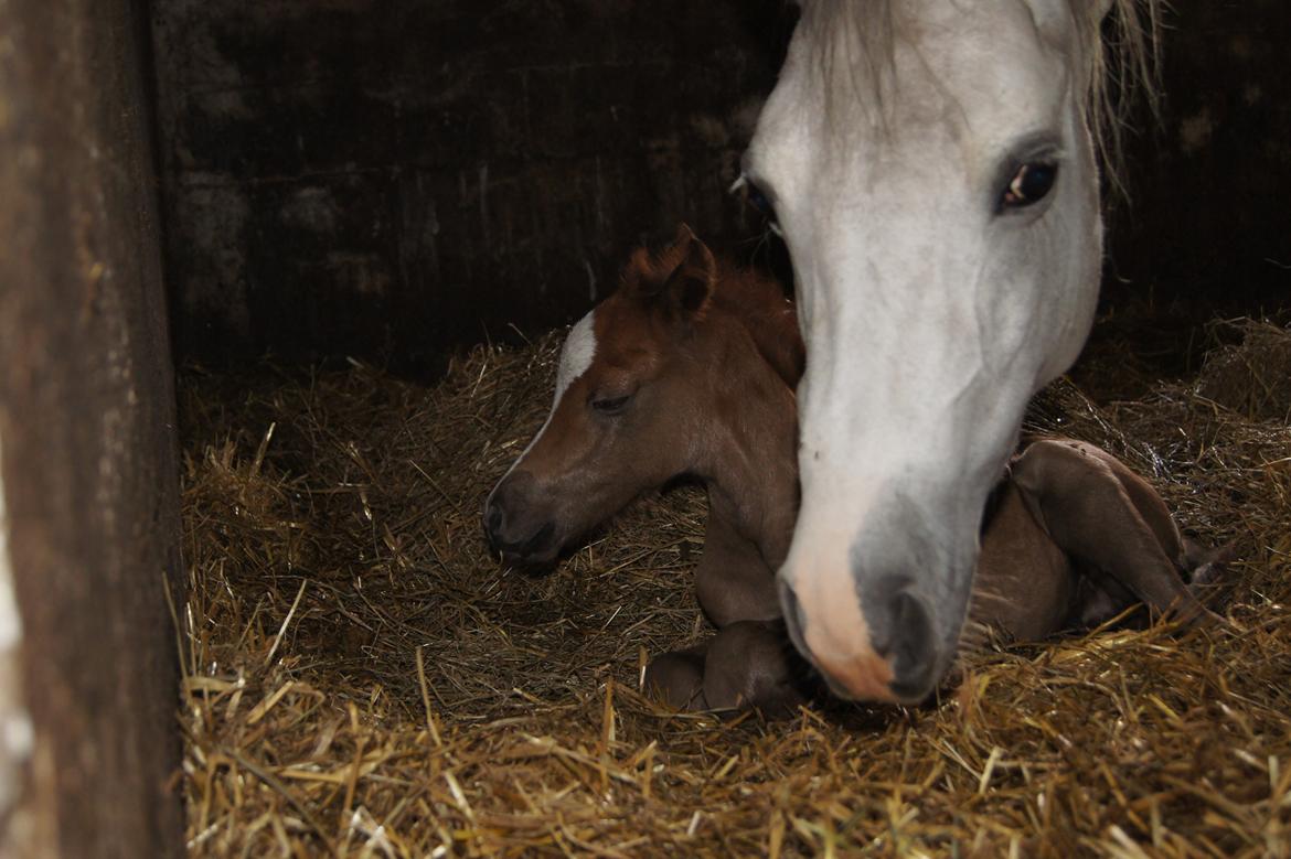 Welsh Pony (sec B) Bjerregårds Sir Connery billede 7