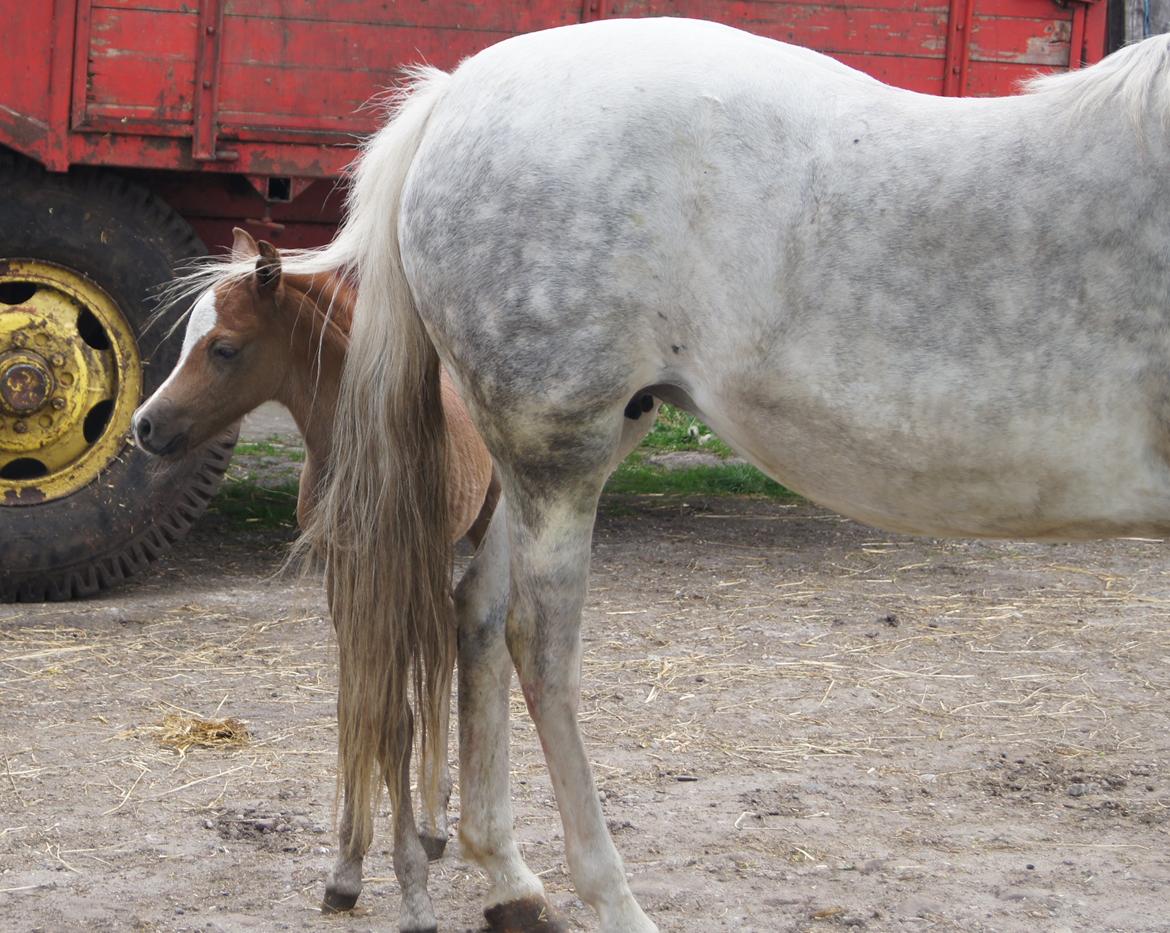 Welsh Pony (sec B) Bjerregårds Sir Connery billede 6