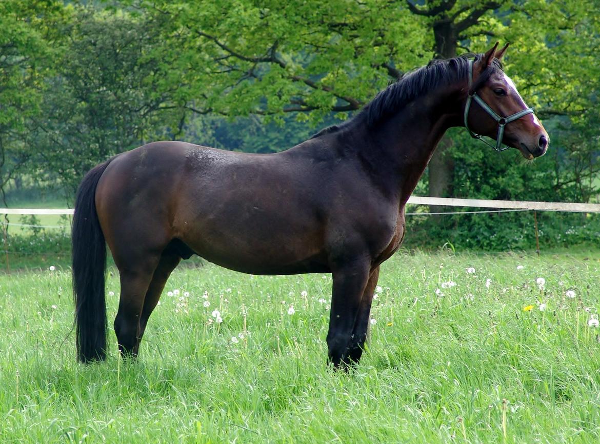 Dansk Varmblod Kronborgs Deco - HINGST - maj 2014 billede 1