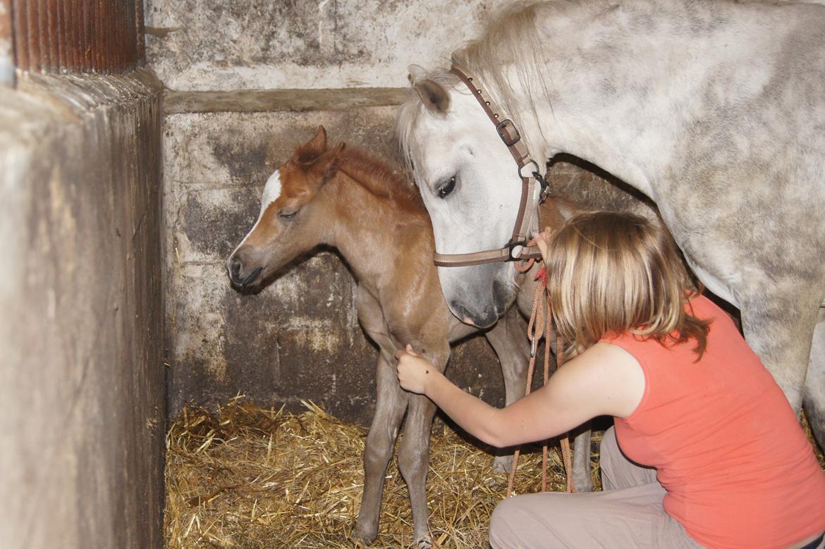 Welsh Pony (sec B) Bjerregårds Sir Connery billede 5