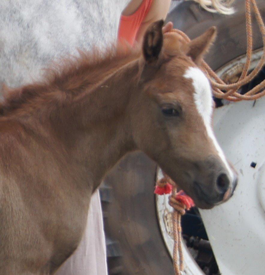 Welsh Pony (sec B) Bjerregårds Sir Connery billede 8