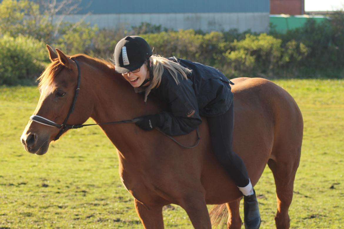 Welsh Partbred (Sec F) Waardhoeve's Ilona *Maggie* billede 8