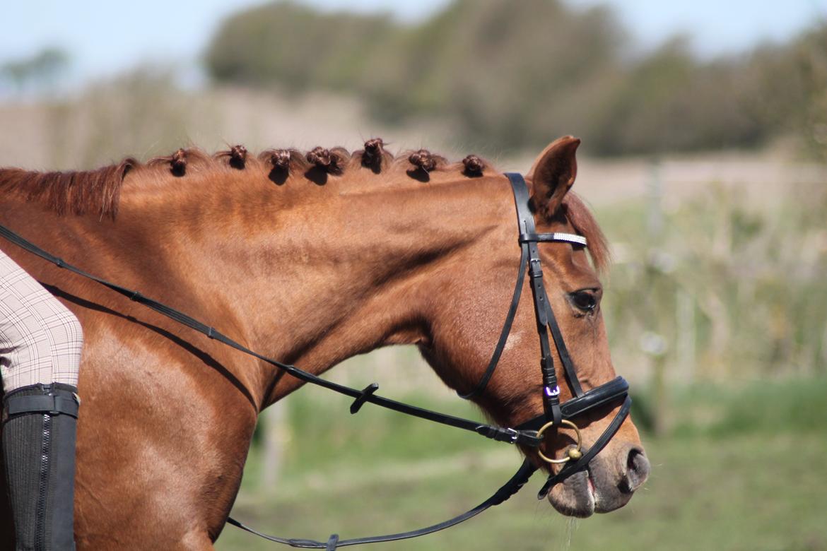 Welsh Partbred (Sec F) Waardhoeve's Ilona *Maggie* billede 7