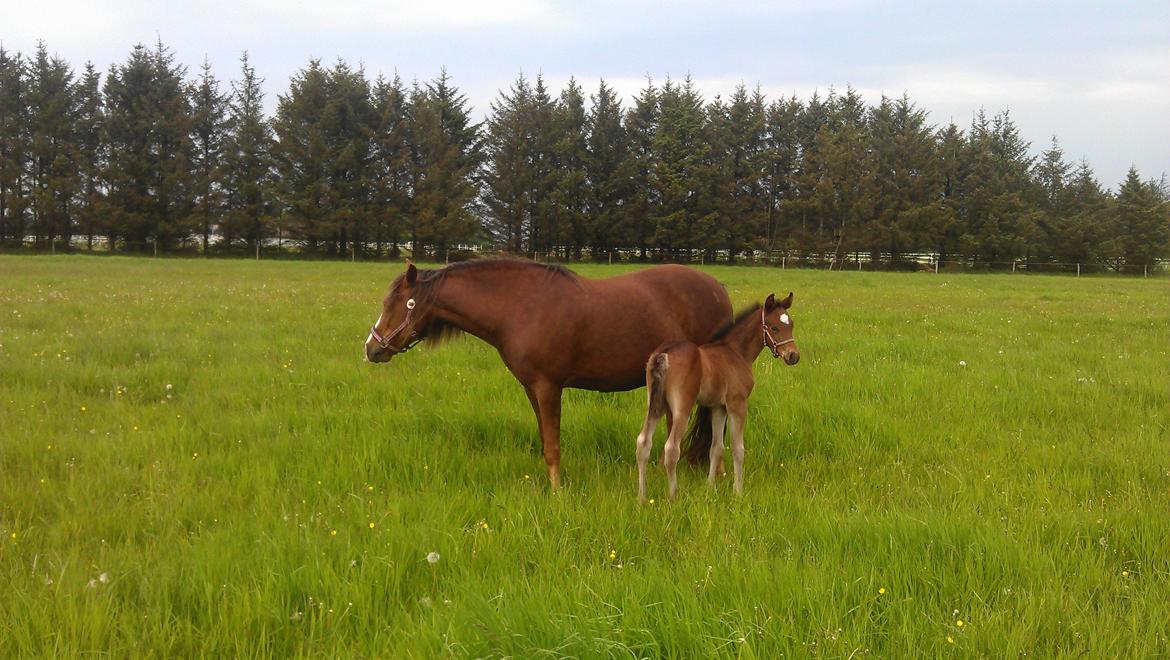 New Forest Calandias Avatar billede 22