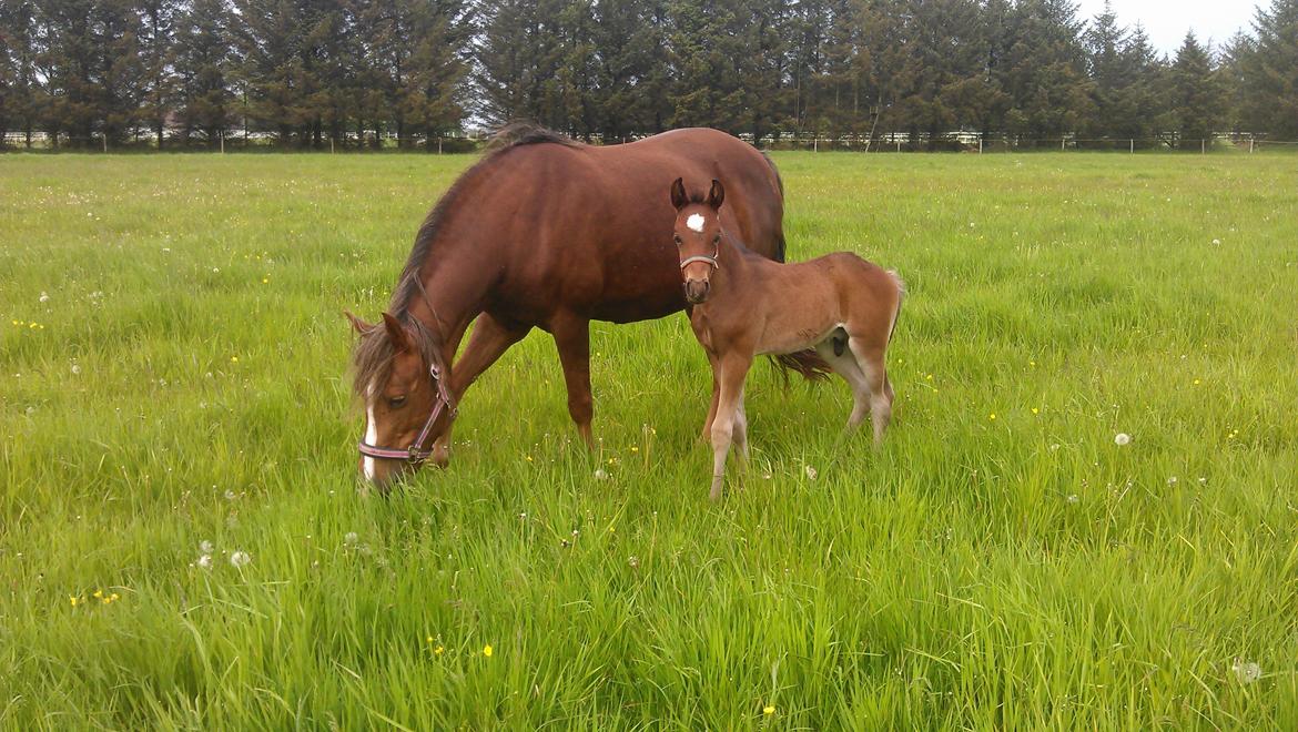 New Forest Calandias Avatar billede 23