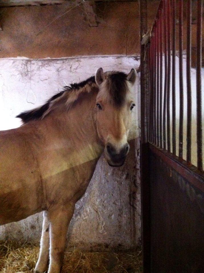 Fjordhest Tjalfe billede 1