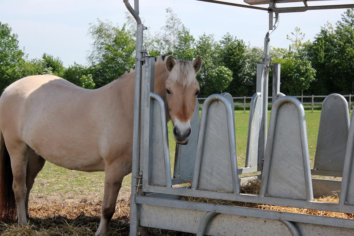 Fjordhest Haugård Stella - 21. maj 2014 billede 4