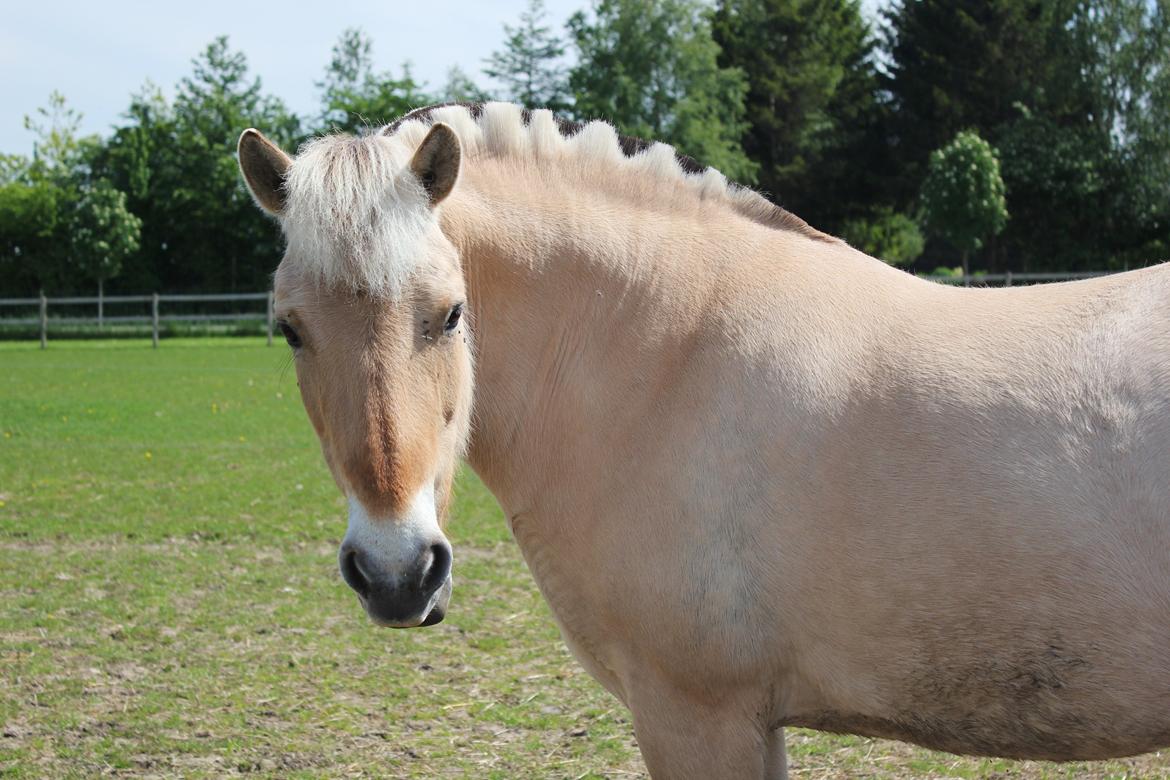 Fjordhest Haugård Stella - 21. maj 2014 billede 10