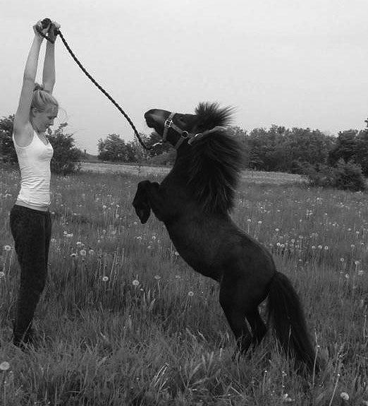 Shetlænder Lara mini-shetter - Stejl på komando♥ Sej hest. billede 2