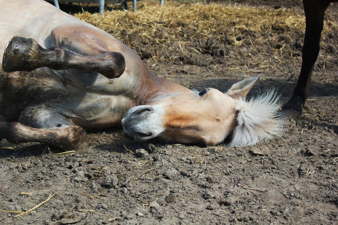 Fjordhest Haugård Stella - 21. maj 2014 billede 16