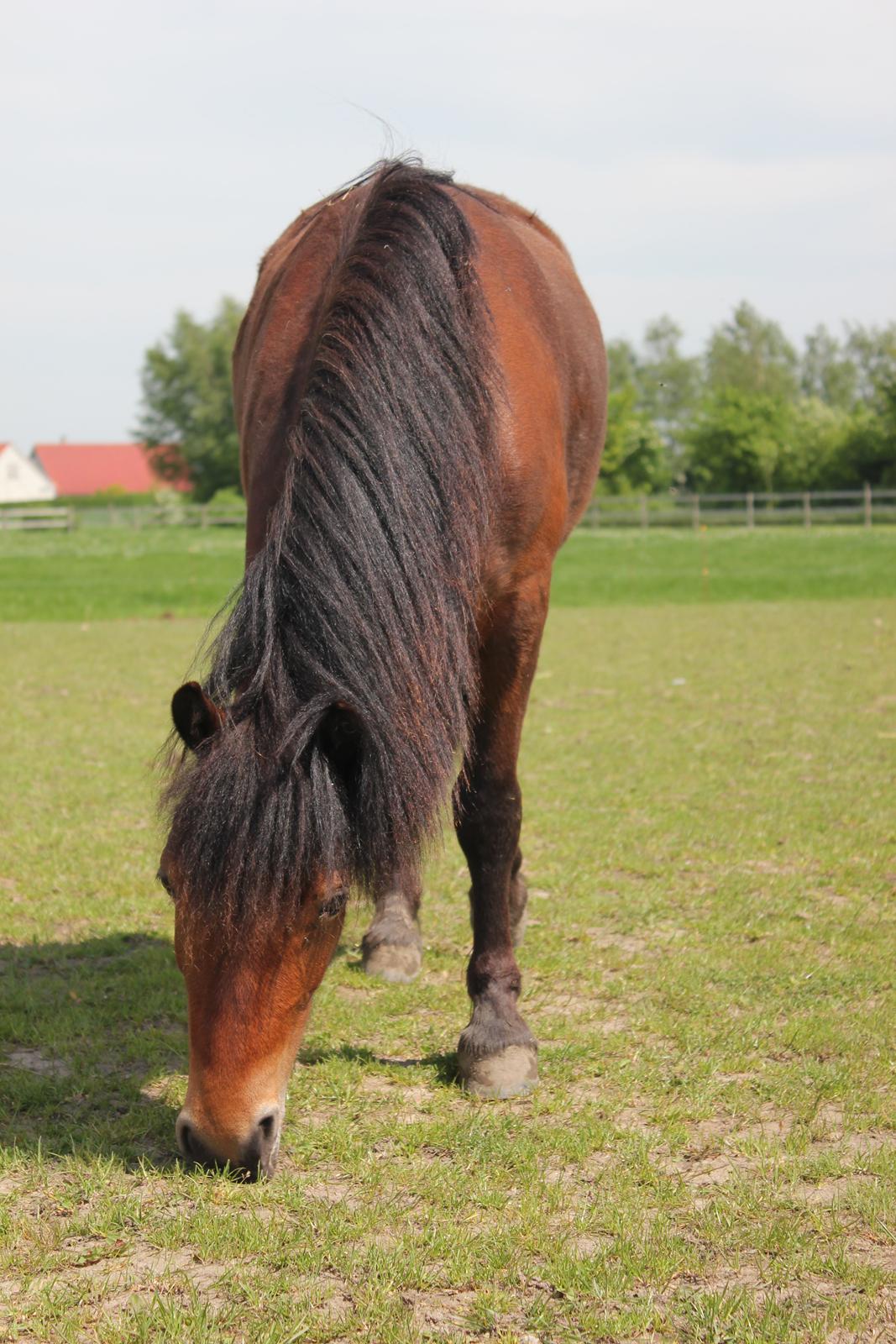 Welsh Mountain (sec A) Coco - 21. maj 2014 billede 2