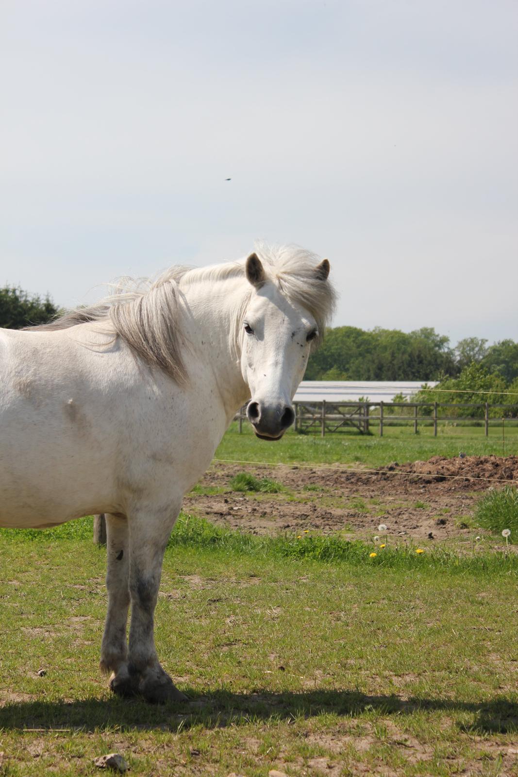 Welsh Mountain (sec A) Tequila - 21. maj 2014 billede 9