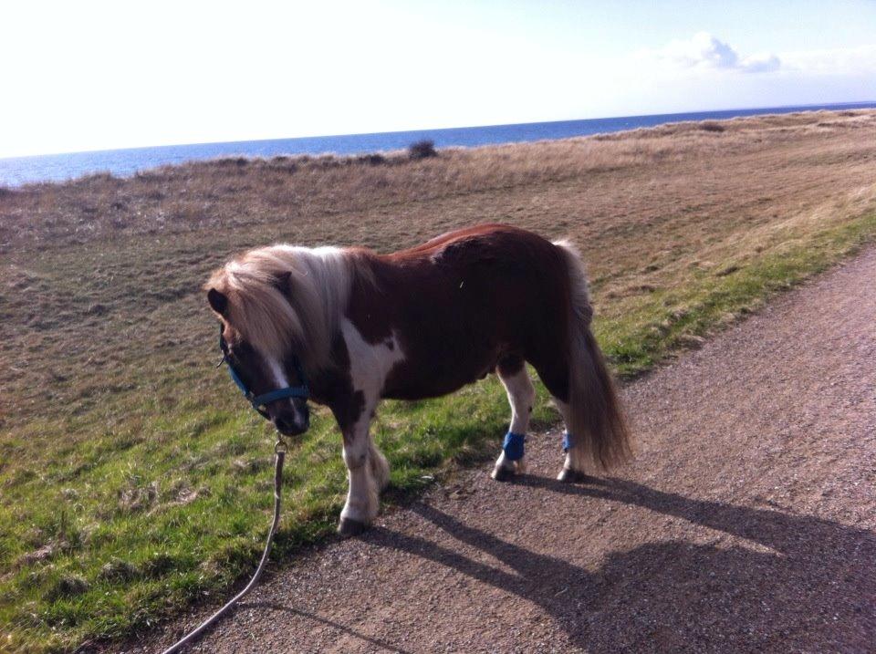 Anden særlig race Bob billede 11