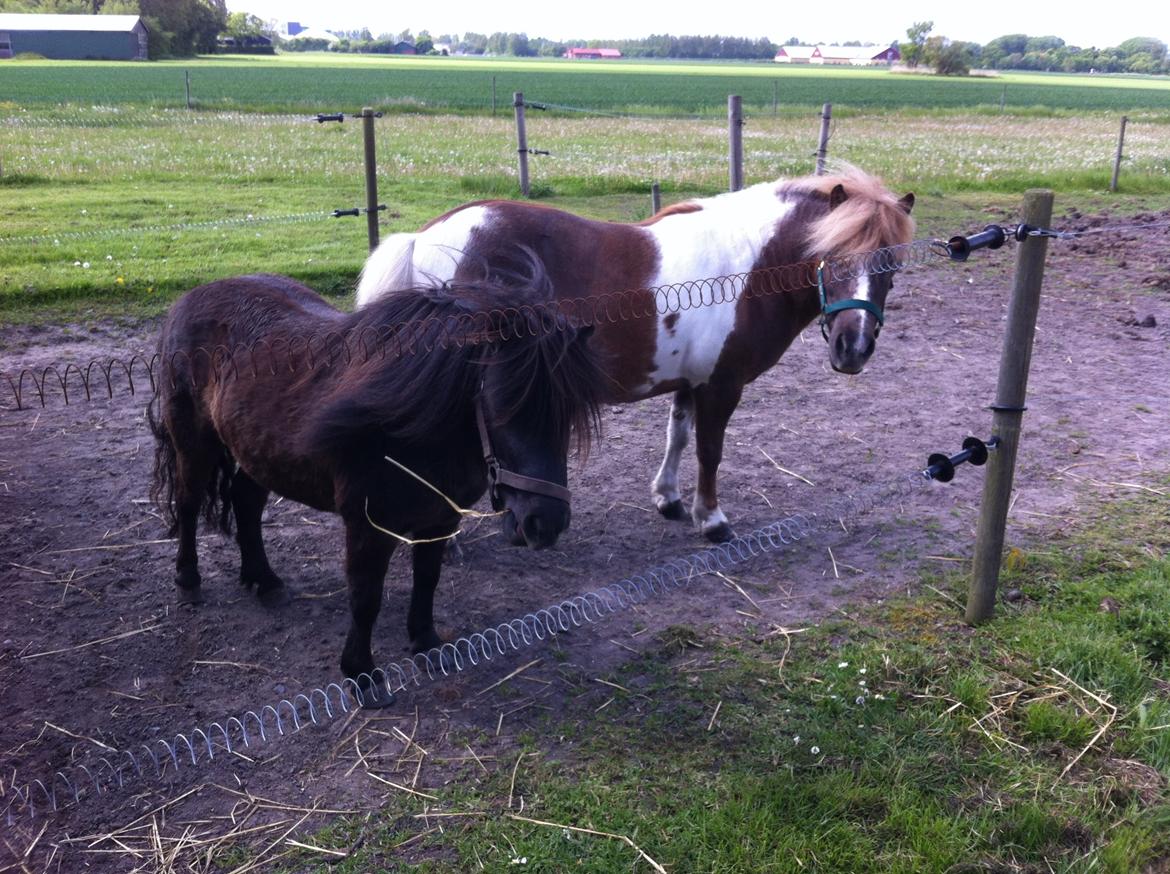 Anden særlig race Bob billede 17