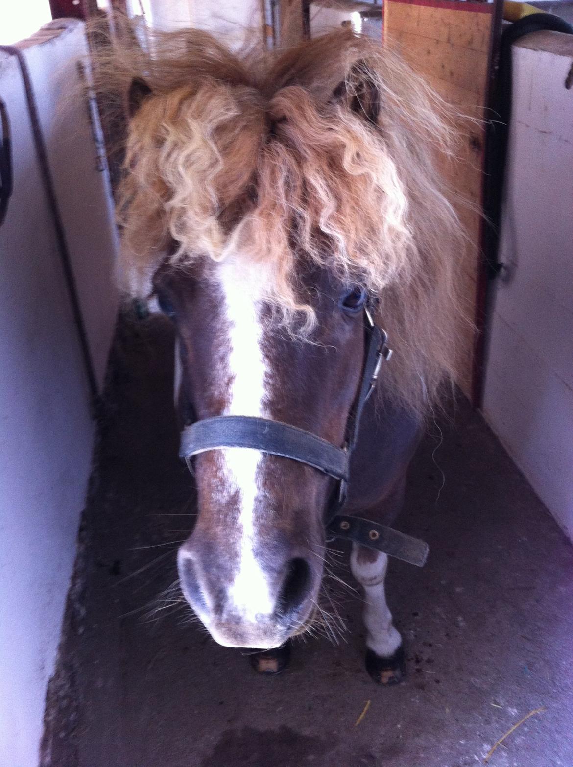 Anden særlig race Bob billede 9