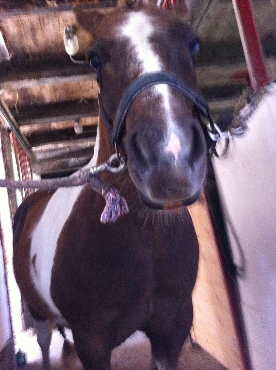 Anden særlig race Bob billede 13