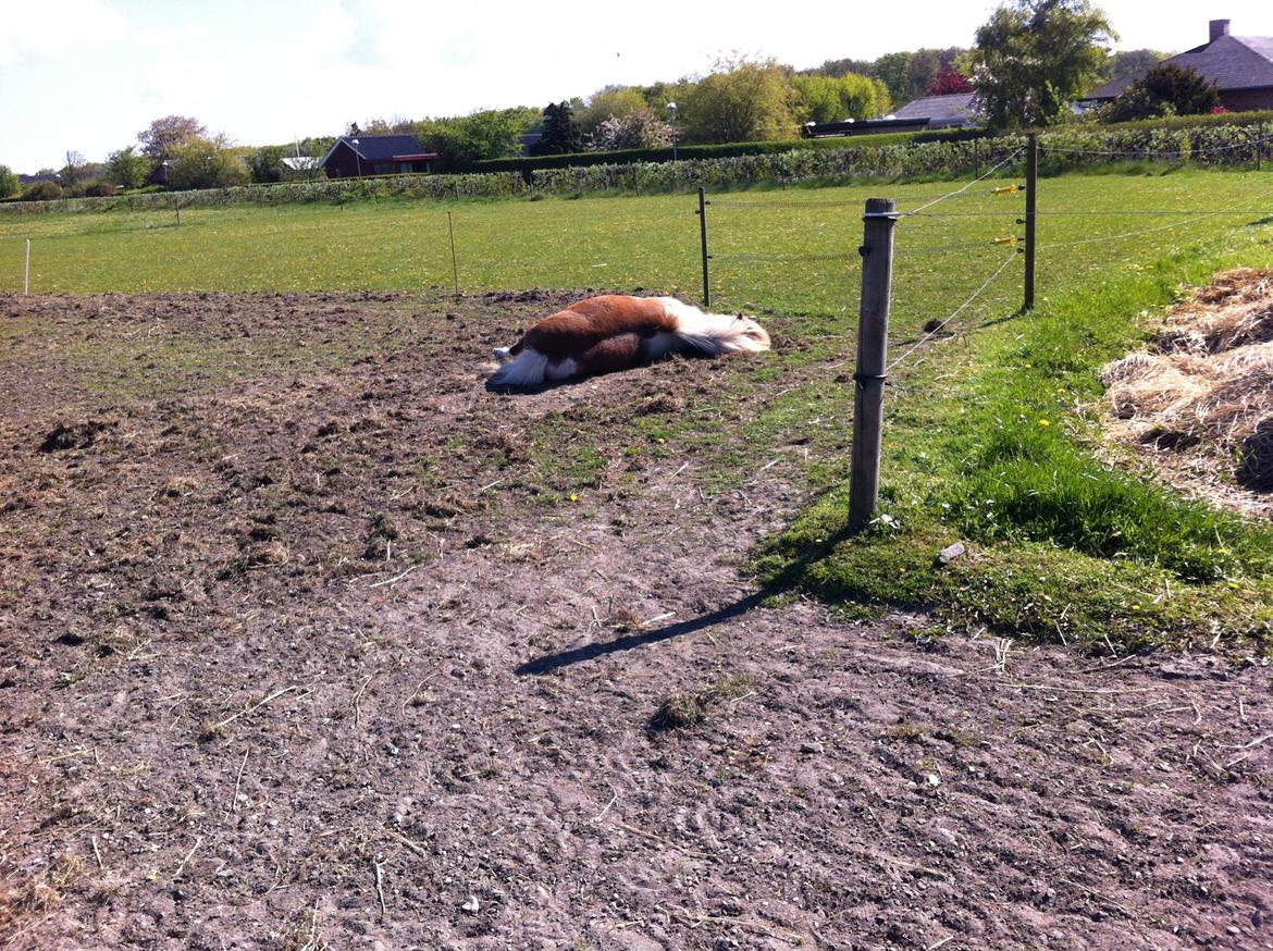 Anden særlig race Bob billede 7
