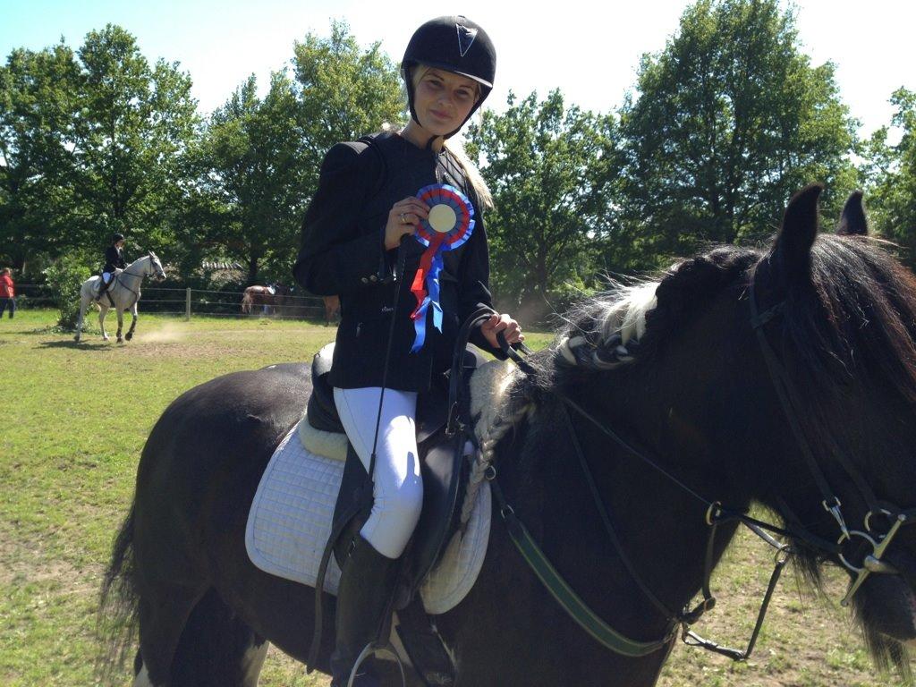 Irish Cob Sir charles billede 8