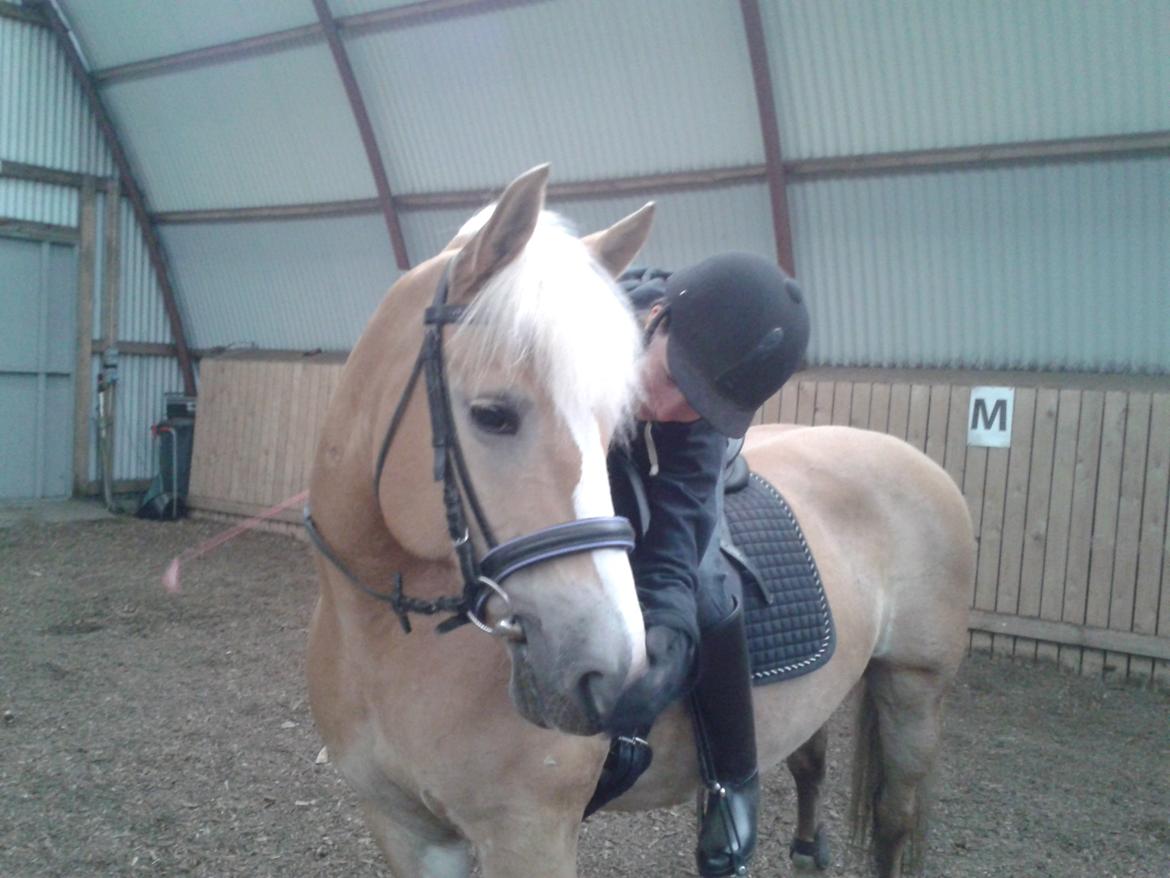 Haflinger Grynet (Kaldes Gry) billede 15