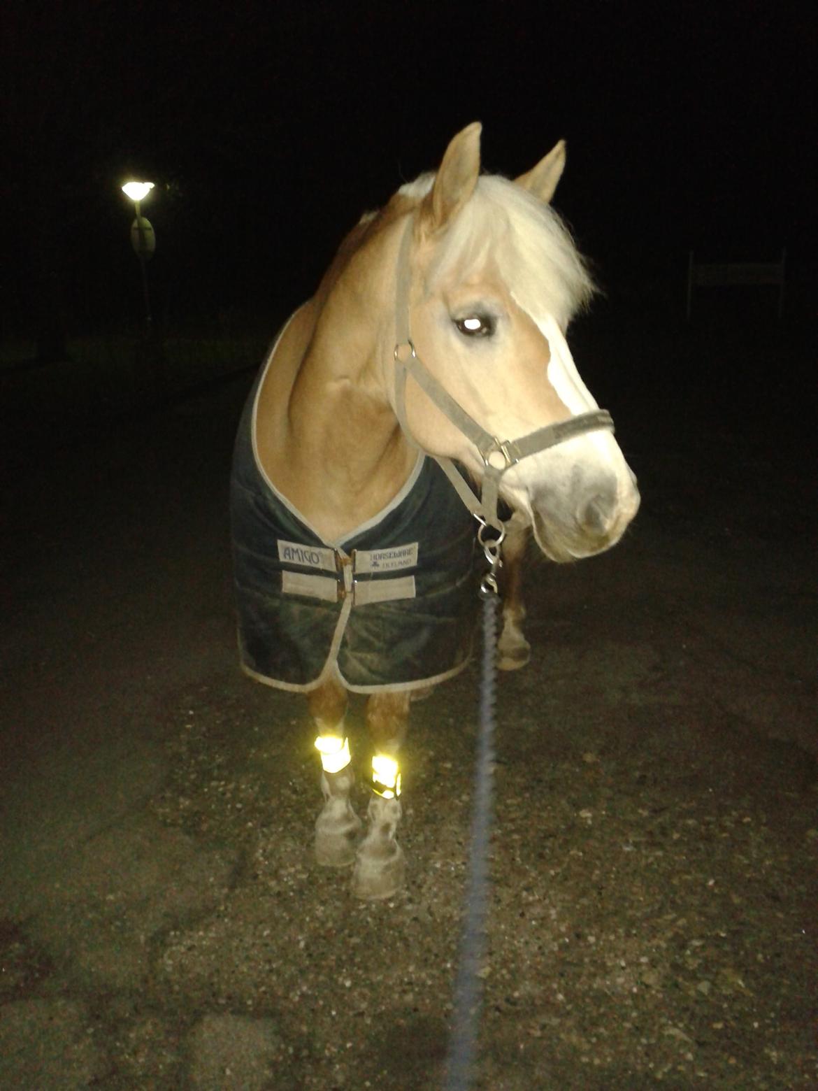 Haflinger Grynet (Kaldes Gry) - Solskin kan man altid finde så længe der er nogen man holder af.... <3 billede 18