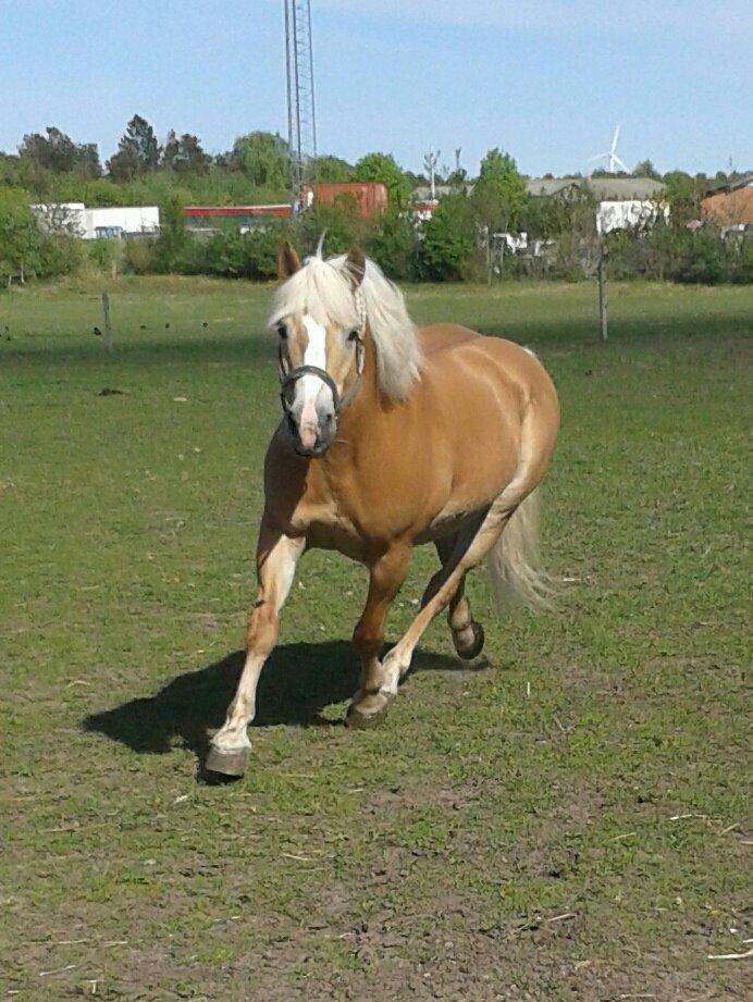Haflinger Grynet (Kaldes Gry) billede 17
