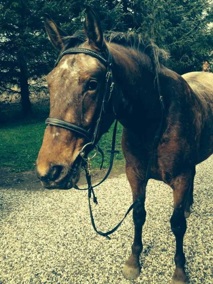 Knabstrupper Friis' Signe billede 7