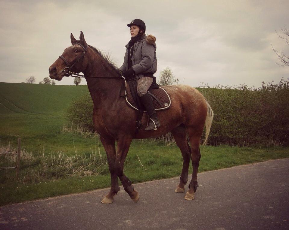 Knabstrupper Friis' Signe billede 1