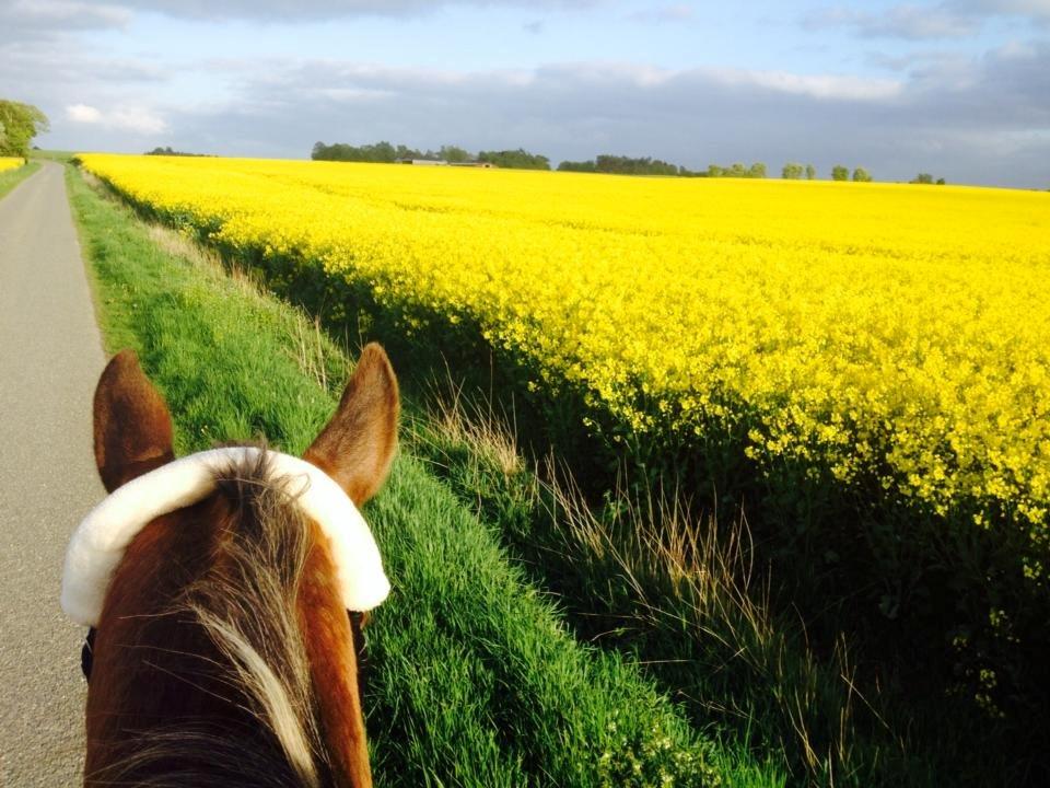 Knabstrupper Friis' Signe billede 3