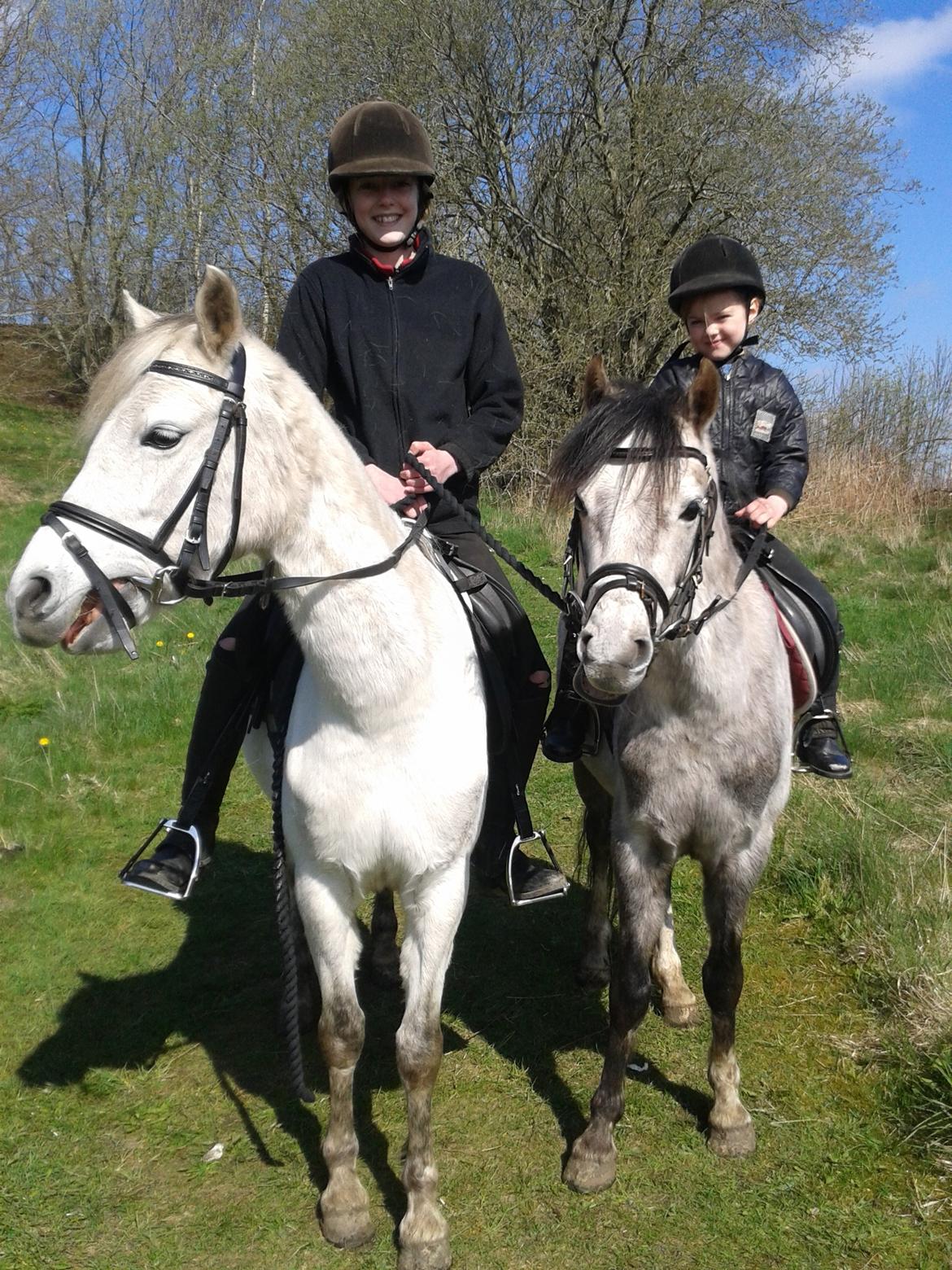 Welsh Pony (sec B) Romeo - SOLGT - påskeferie med tur i Møllers Mose 2014 billede 14