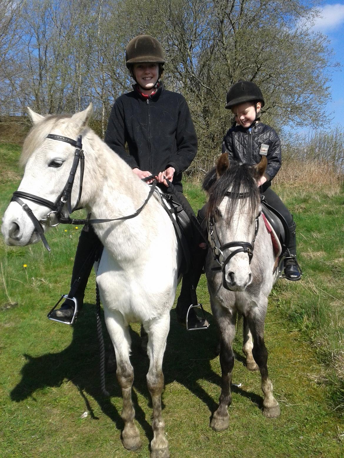 Welsh Pony (sec B) Romeo - SOLGT billede 13