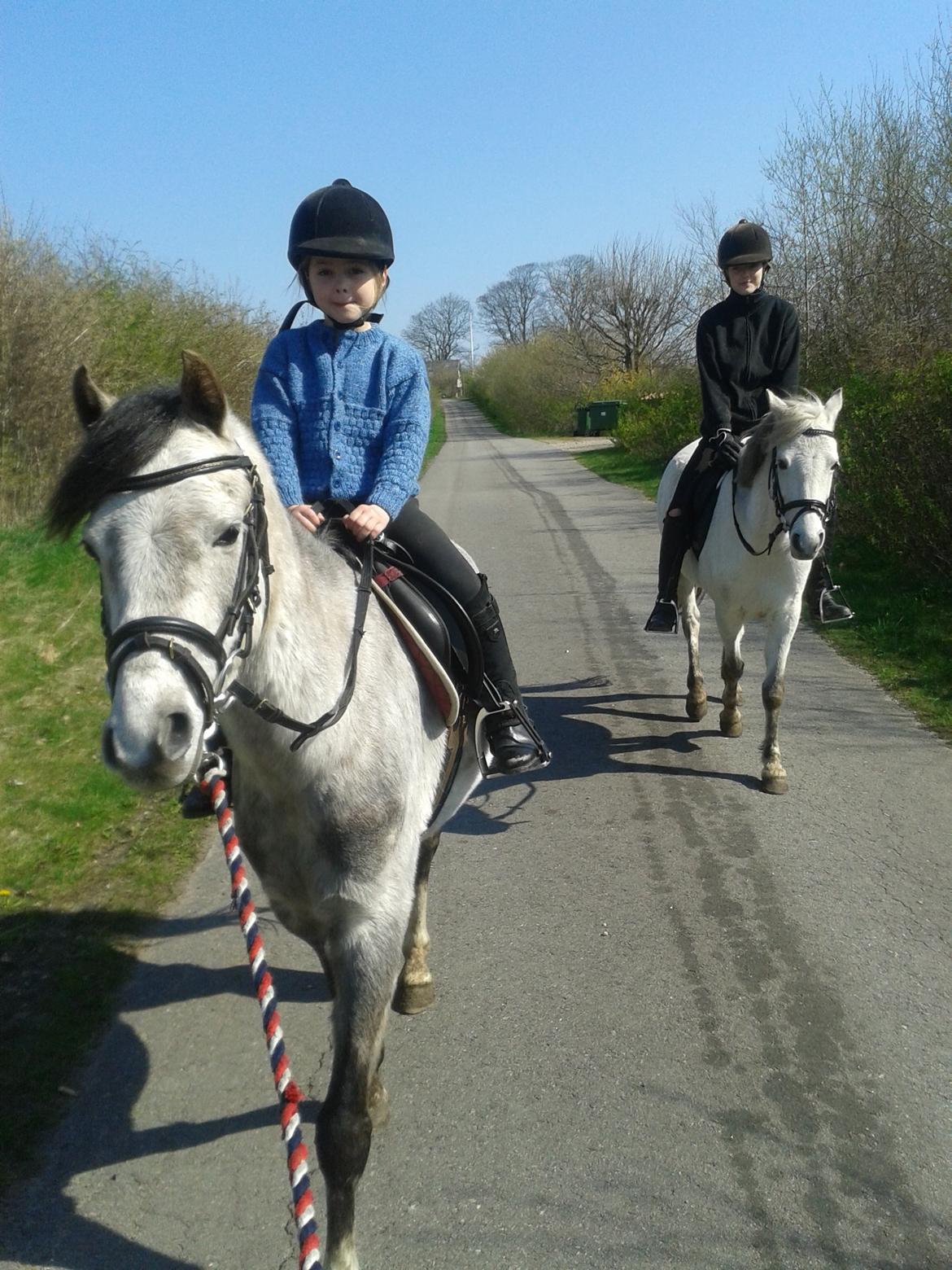 Welsh Pony (sec B) Romeo - SOLGT billede 12