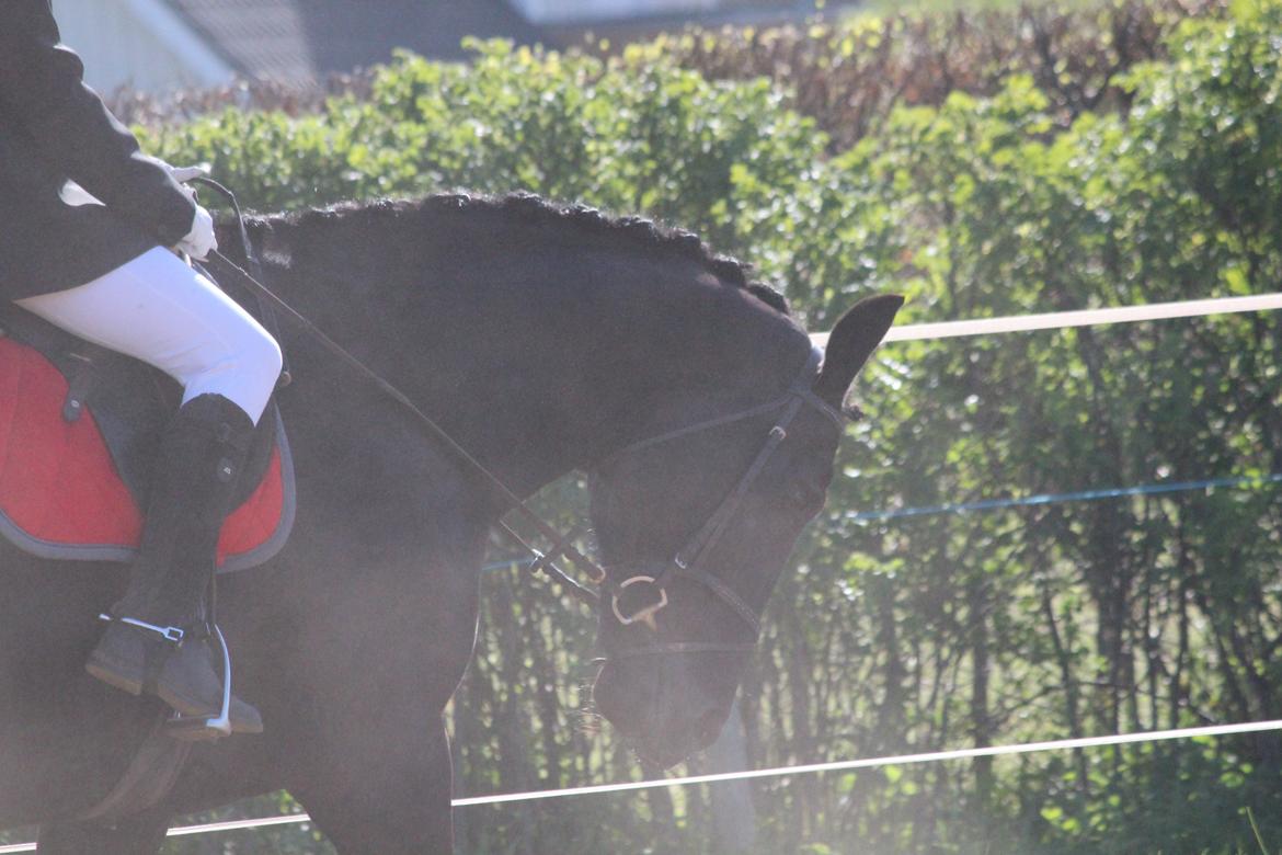 Oldenborg Gaston billede 16